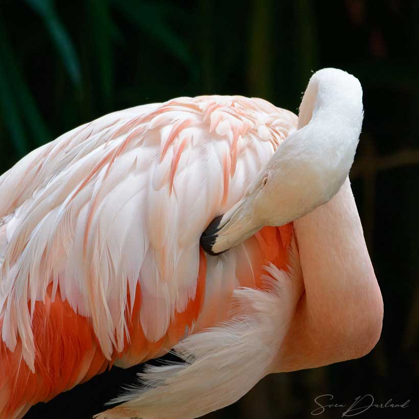 Flamingo sleeping