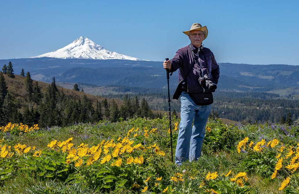 Balsamroot flowers - Mt Hood