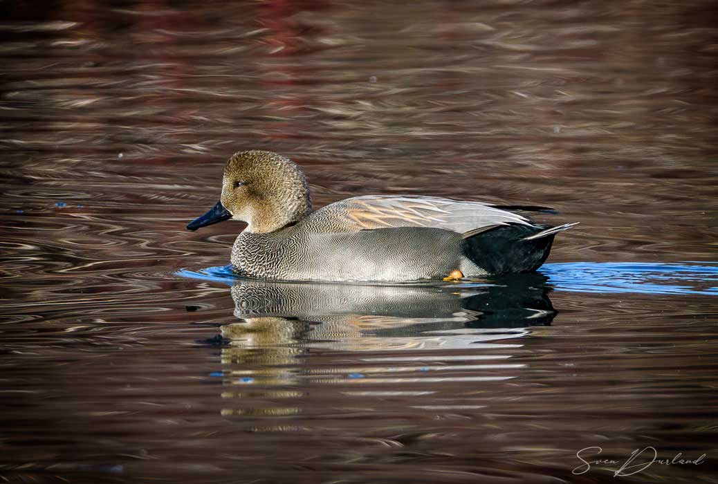 Gadwall - male