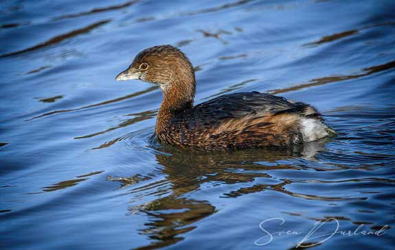 Pied-billed Grebe