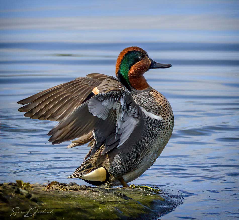 Green-winged Teal - male