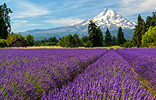 Lavender field