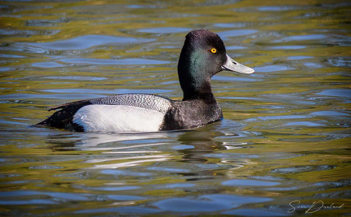 Lesser Scaup - male