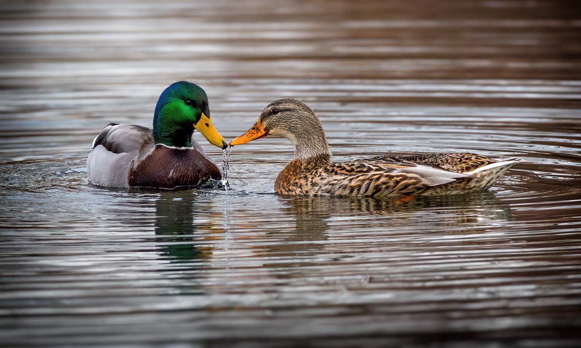 Mallard - couple