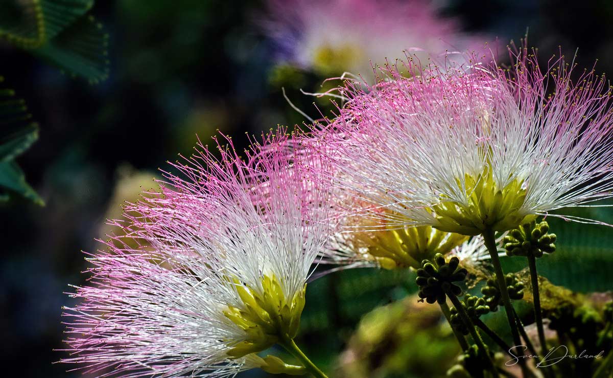 Close-up of silk tree flower