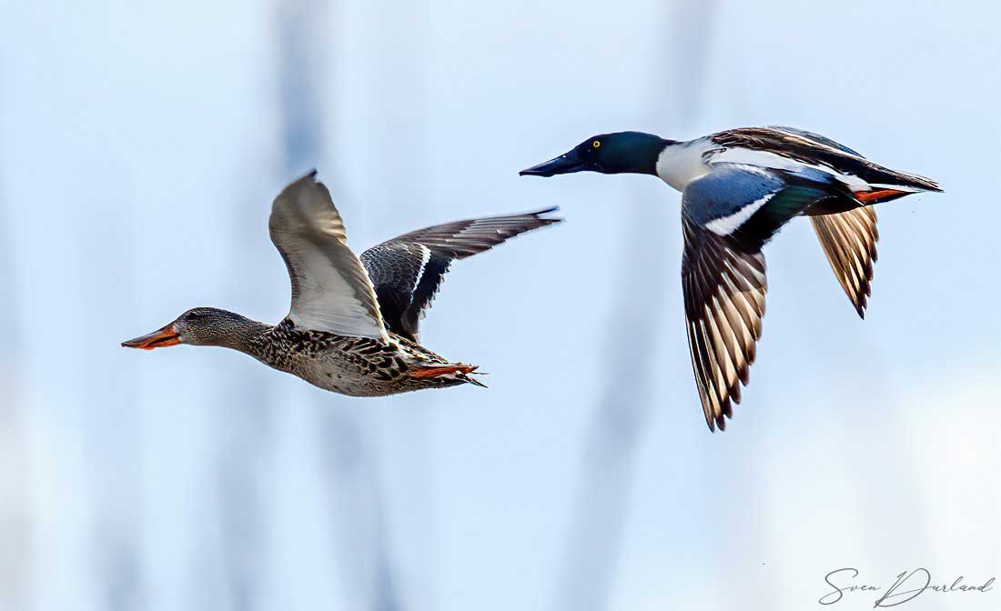 Northern Shoveler - couple in flight