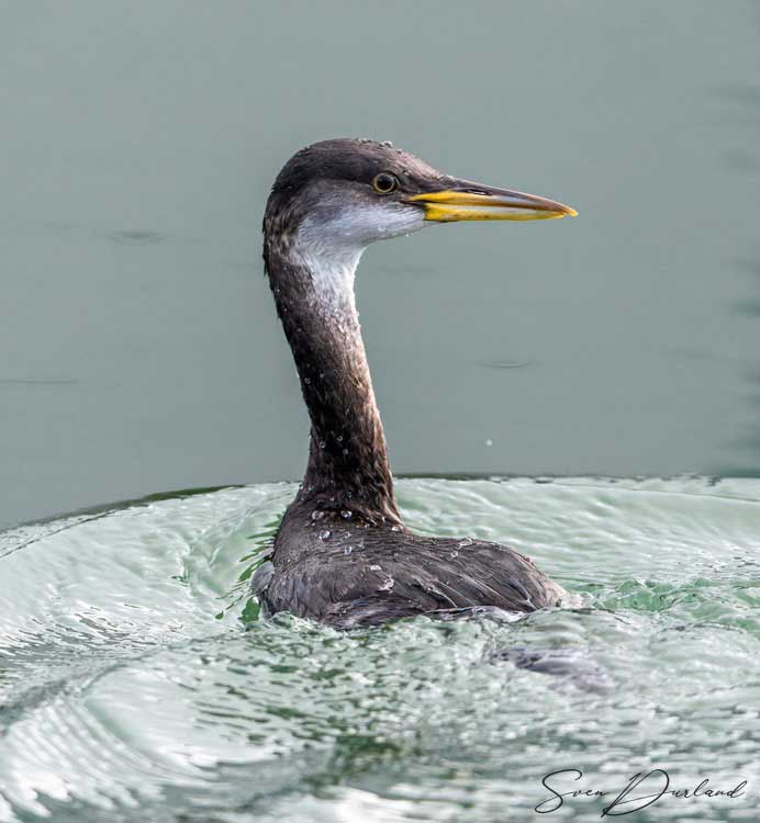 Red-necked Grebe - nonbreeding