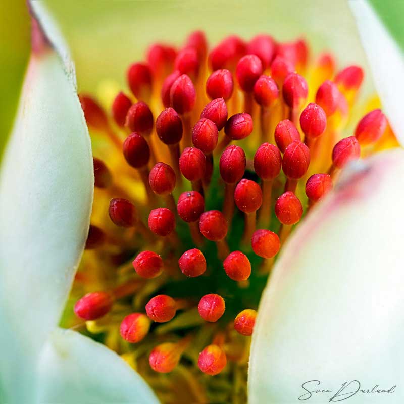 Waterlily close-up