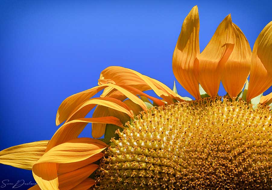 Close-up sunflower