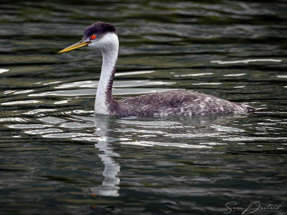 Western Grebe