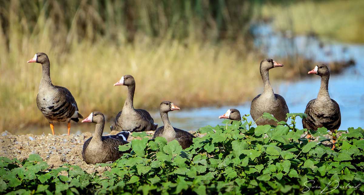 White-fronted Geese