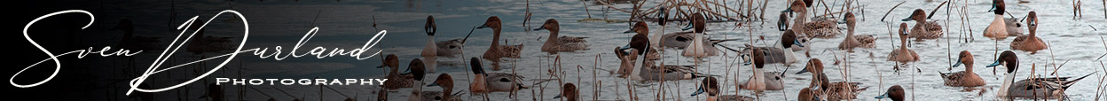 Oregon Waterfowls blog header