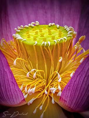 Lotus flower close up