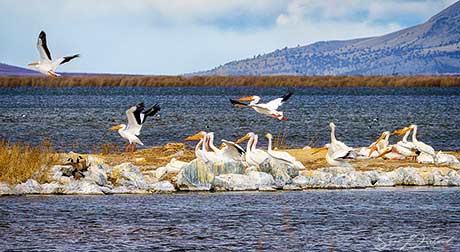 White Pelicans