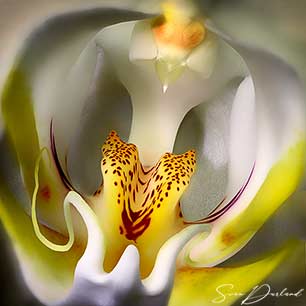 Orchid close-up