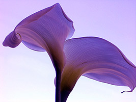 Calla flower