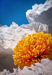 Poppy close-up