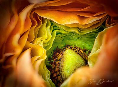 Ranunculus flower close-up