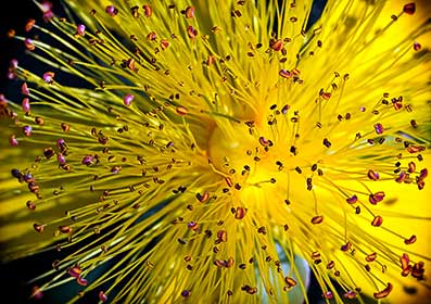 Flower close-up