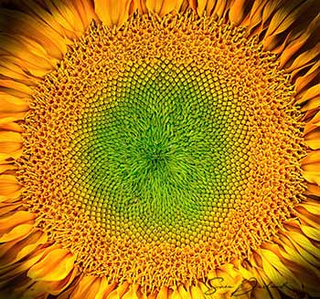 Sunflower close-up