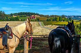 Equestrian tour at Domain Serene