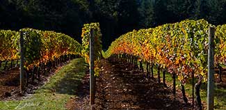 Oregon Wine Country