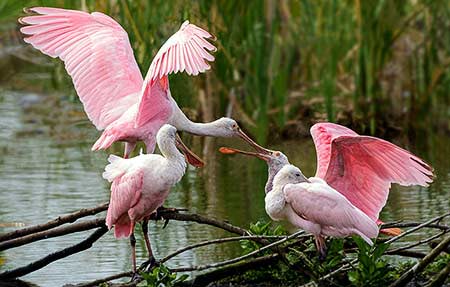 Spoonbills