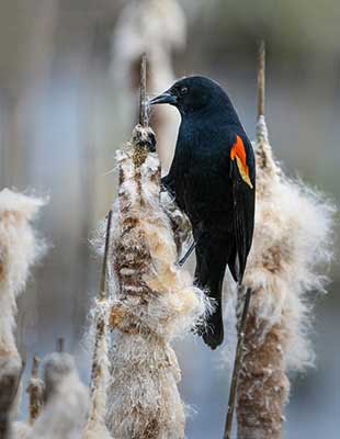 Red-winged blackbird