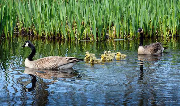 Canada Goose Family