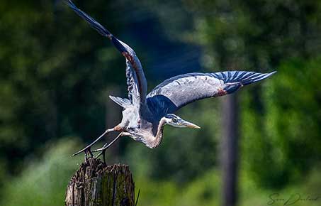 Blue Heron taking off