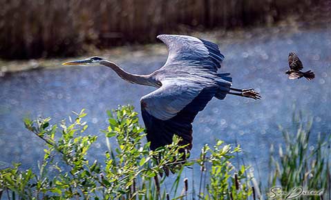 Blue Heron in flight