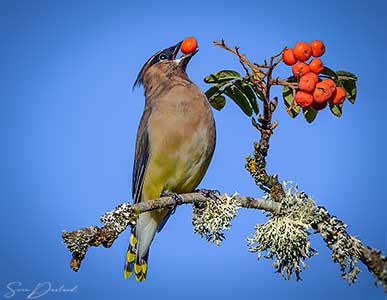 Waxwing eating rowan berries