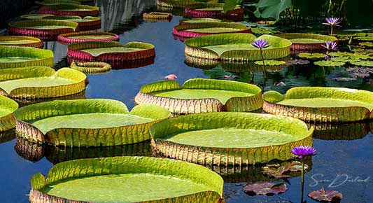 Victoria water lily leafs