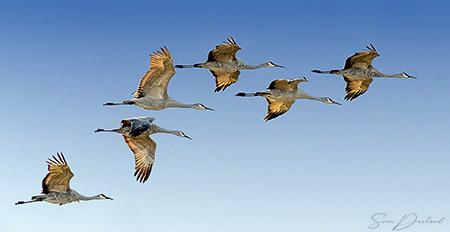 Sandhill cranes