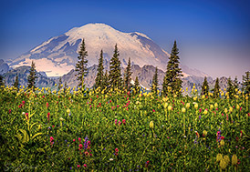 Mt Rainier