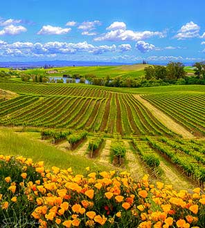 Napa Valley Vineyard