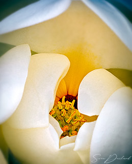 Magnolia flower close-up