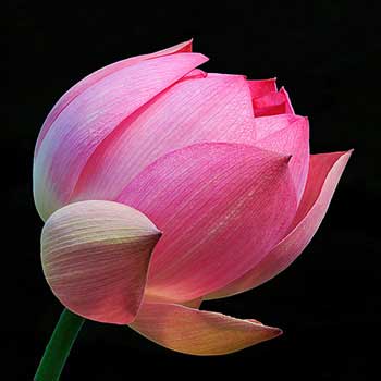 Lotus flower