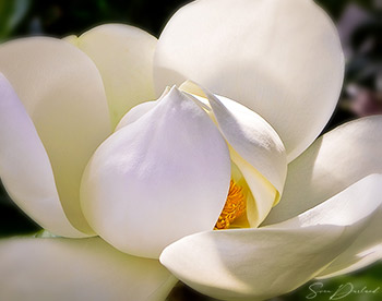 Magnolia flower close-up