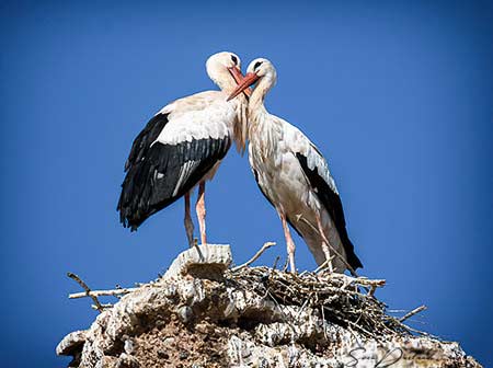 White Storks